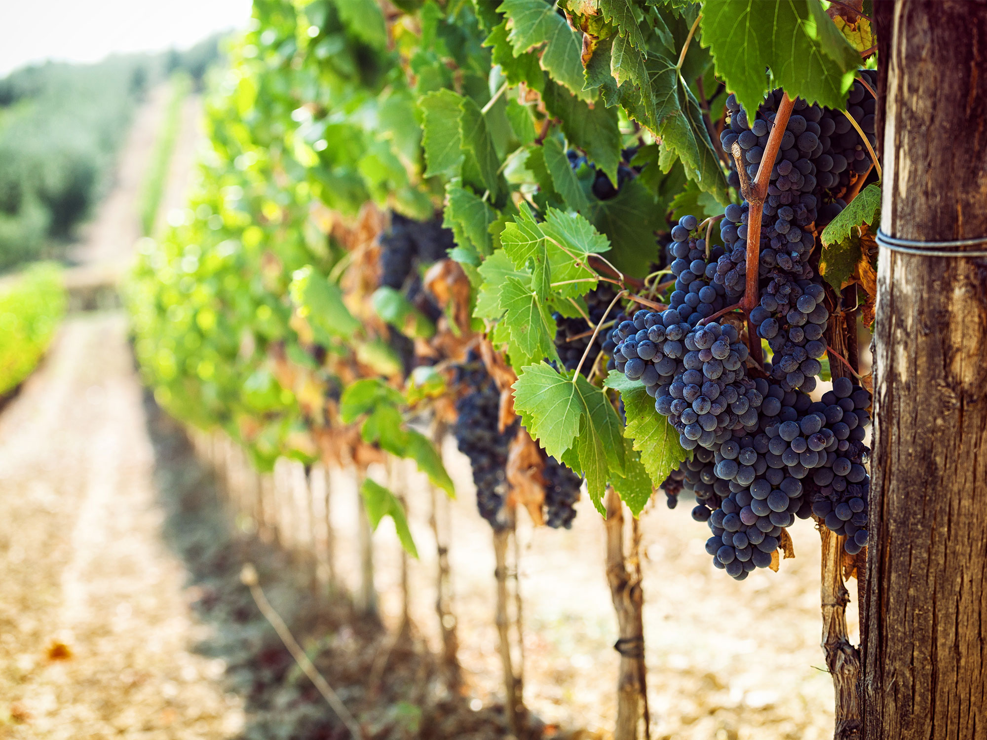 Balnarring's boutique wineries and their unique stories