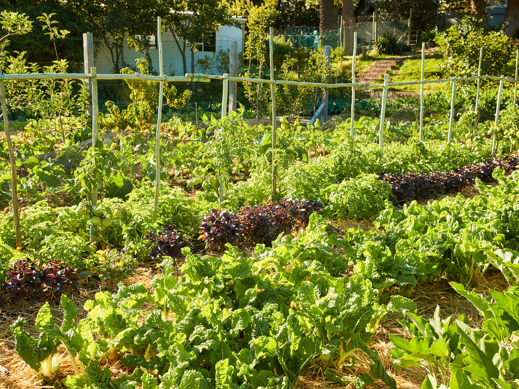 Cultivating an edible food forest on Moorooduc