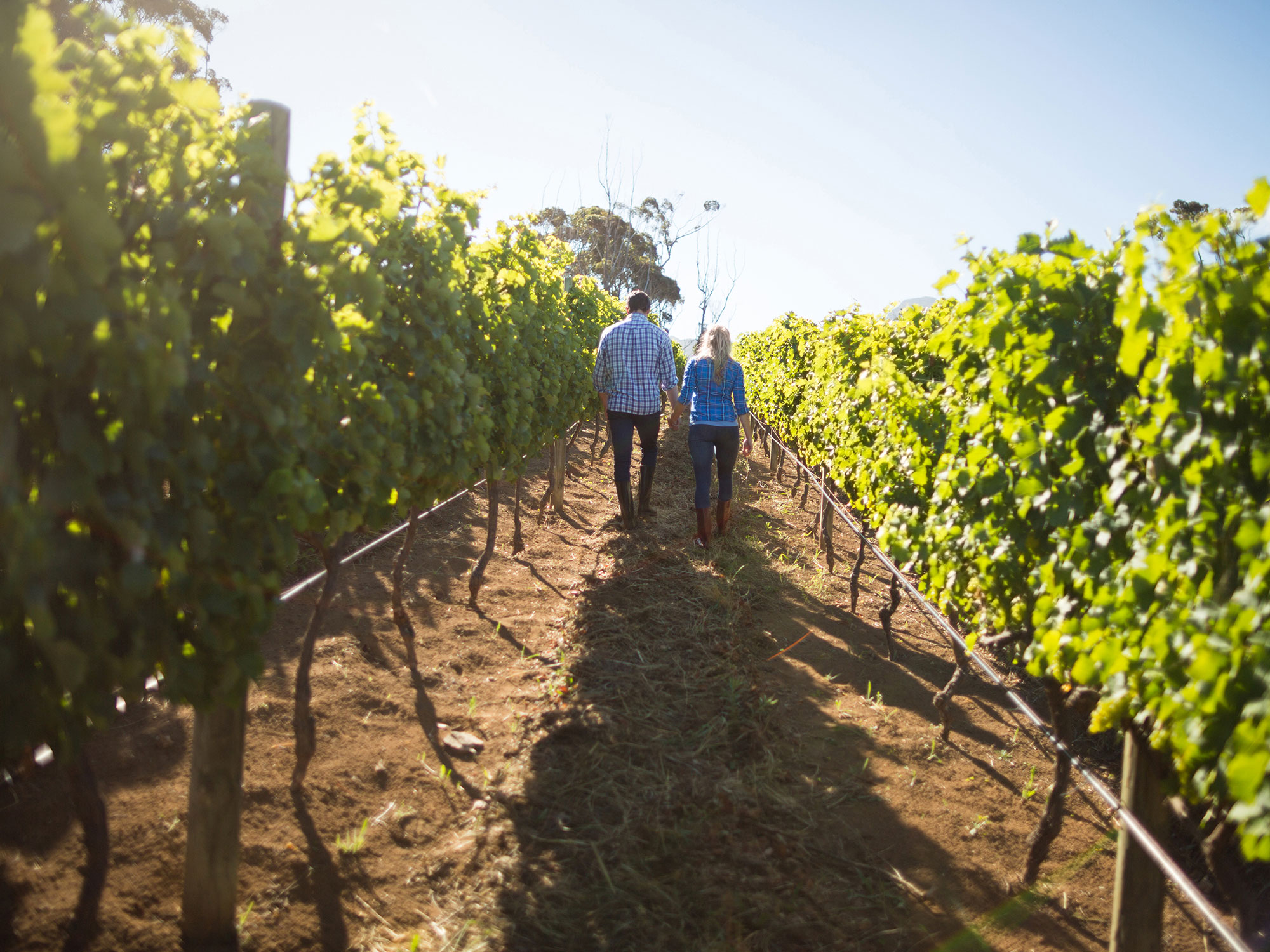 Merricks vineyard vignettes