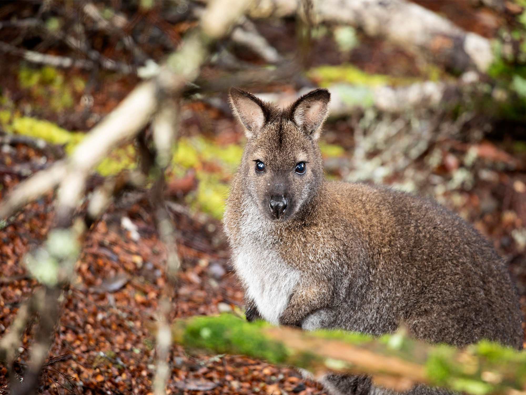 Protecting native wildlife in Pearcedale